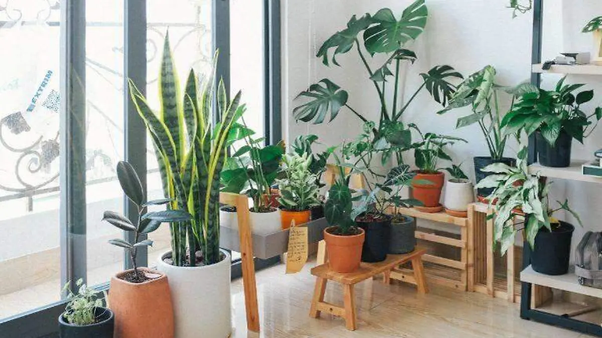 Plantas para tu casa